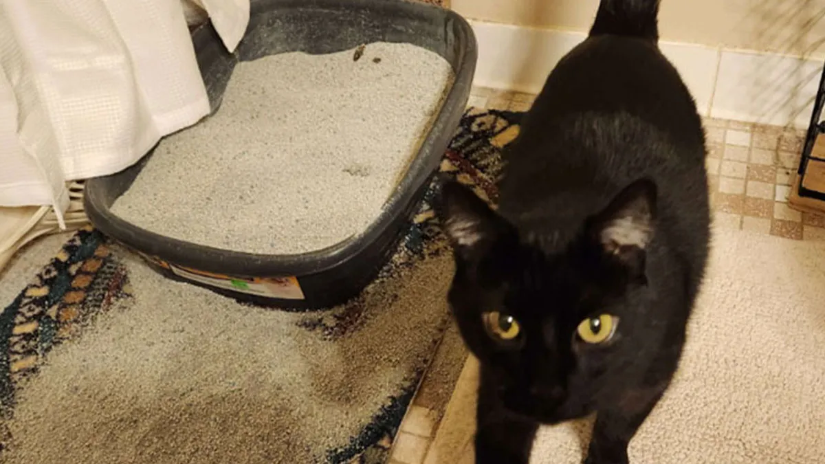 40 Unhinged Things One May See In A Home And Think, ‘Oh No, Not Today’