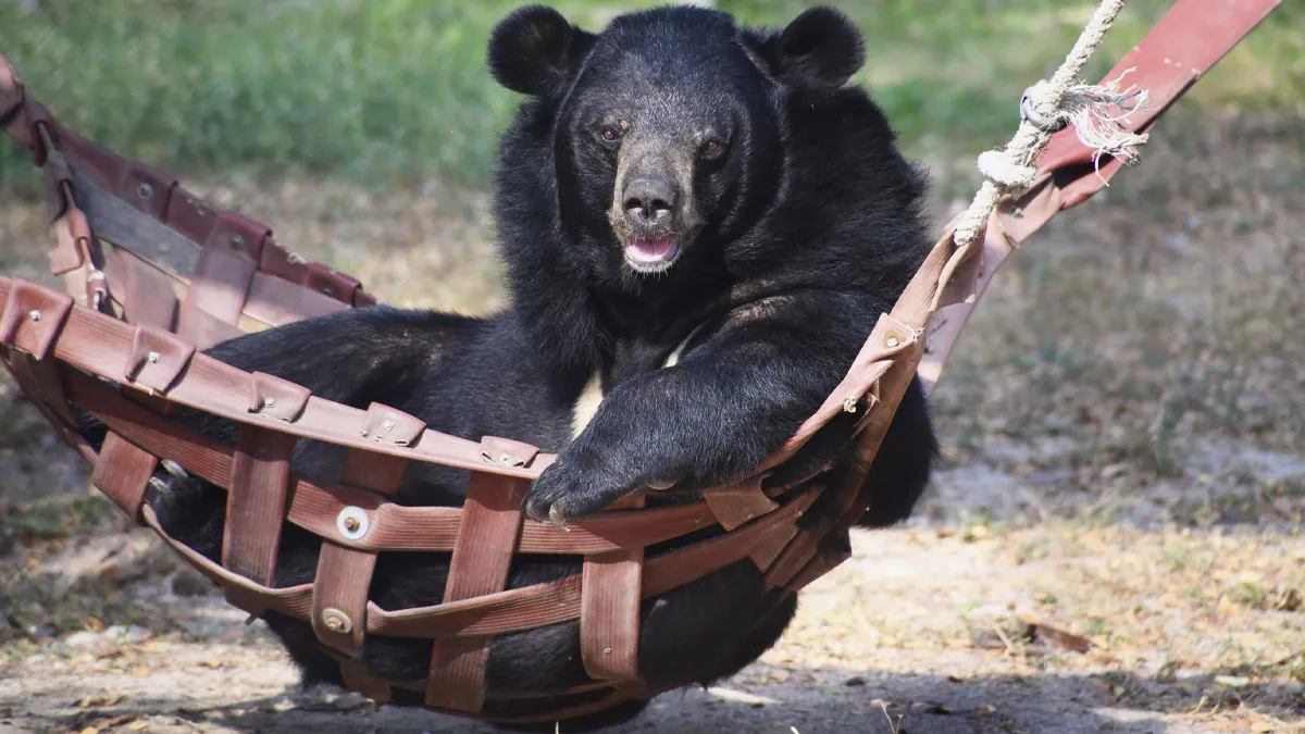 Bouncer, The 20YO 3-Legged Bear, Takes Over The Internet As People Fall In Love With His Chill Vibe