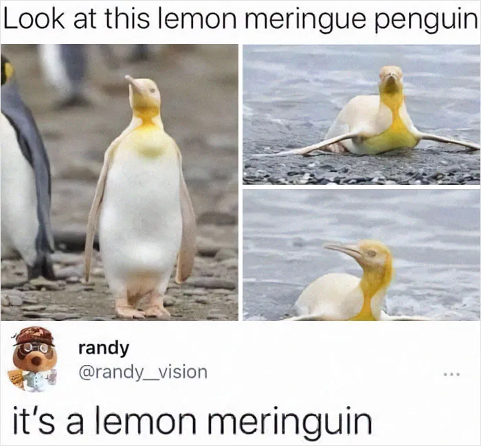 50 Epic Comments That Were Better Than The Post (New Pics)