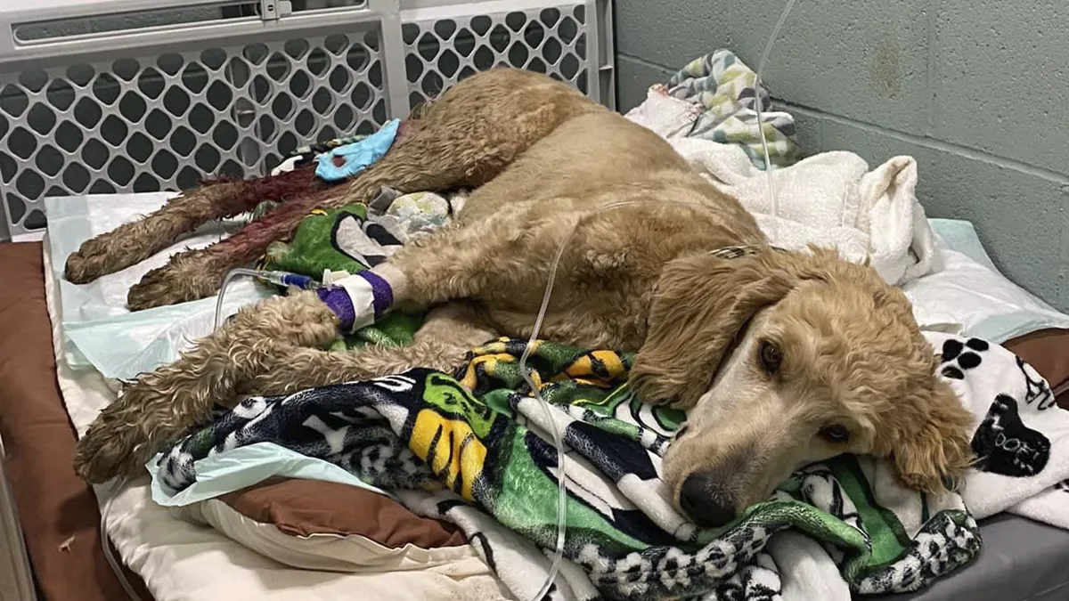Couple Rescue Injured And Abandoned Dog, Use Their Wedding Fund To Save Her Life