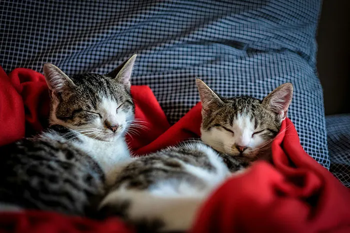 “No One Can Stop Me”: 40 People Confess To The Weirdest Things They Do Living Alone