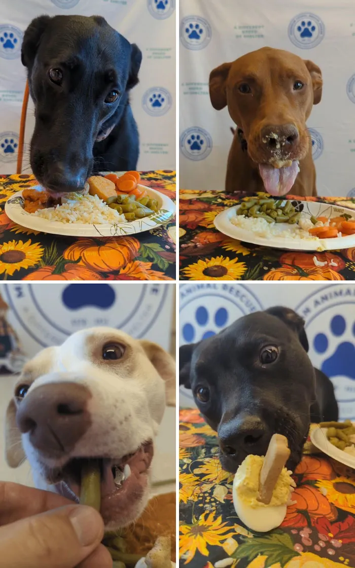 Thanksgiving Meals For Shelter Dogs
