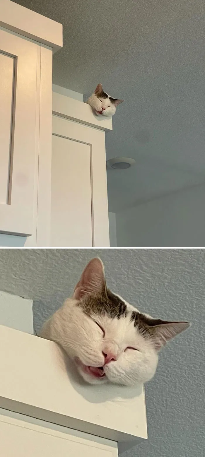 Peaches After His Thanksgiving Dinner