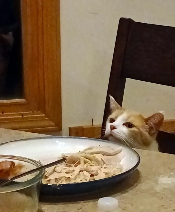 My Mom Makes A Plate At The Table For Her Cat On Thanksgiving Every Year, And She Always Joins Us So Politely