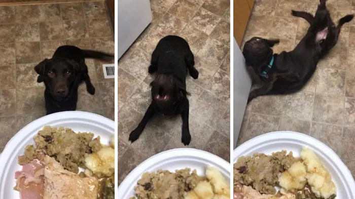 He Freaked Out When He Noticed He Was Getting A Thanksgiving Plate As Well