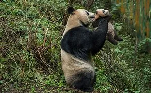 This Photographer Lived In Mud Huts, Wore A Panda Suit, And Changed How We See The World With Her Photos (20 Pics)