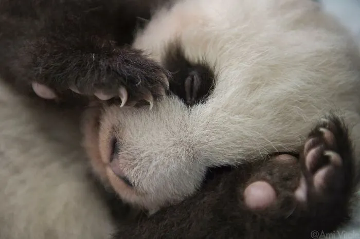 This Photographer Lived In Mud Huts, Wore A Panda Suit, And Changed How We See The World With Her Photos (20 Pics)