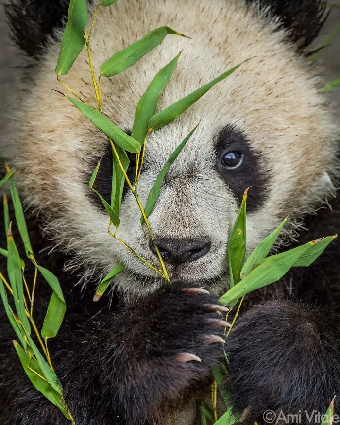 This Photographer Lived In Mud Huts, Wore A Panda Suit, And Changed How We See The World With Her Photos (20 Pics)