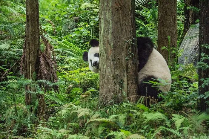 This Photographer Lived In Mud Huts, Wore A Panda Suit, And Changed How We See The World With Her Photos (20 Pics)