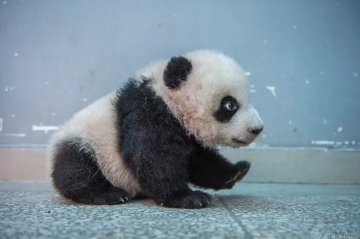 This Photographer Lived In Mud Huts, Wore A Panda Suit, And Changed How We See The World With Her Photos (20 Pics)