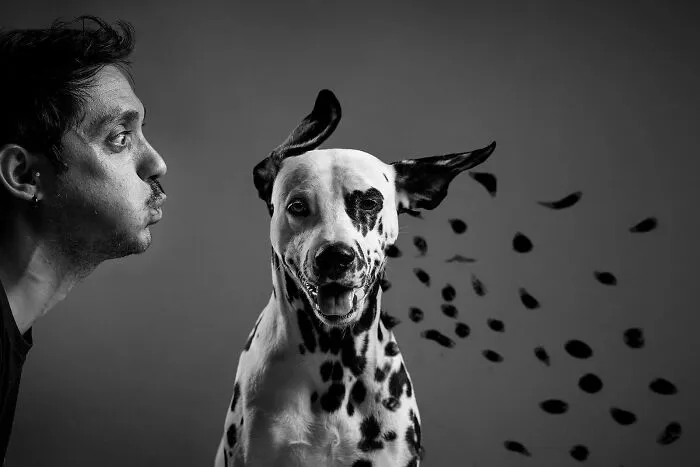 Honorable Mention, Dogs & People: Dálmata Al Desnudo By Valeria Barbara Barriera Cassina