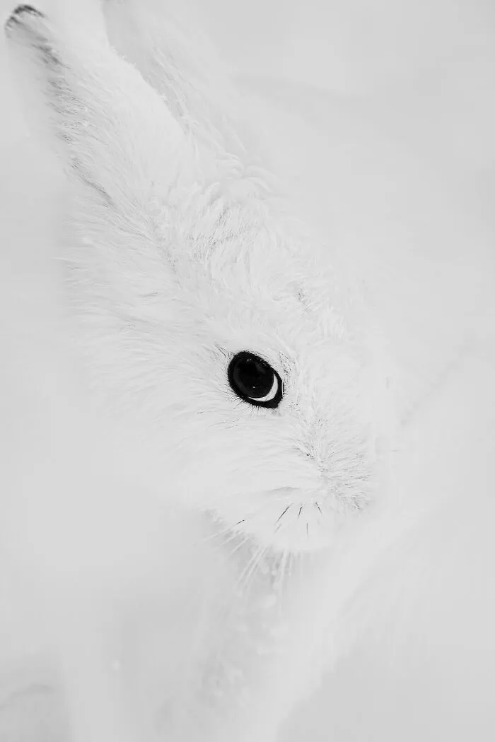 Rabbit's Eye