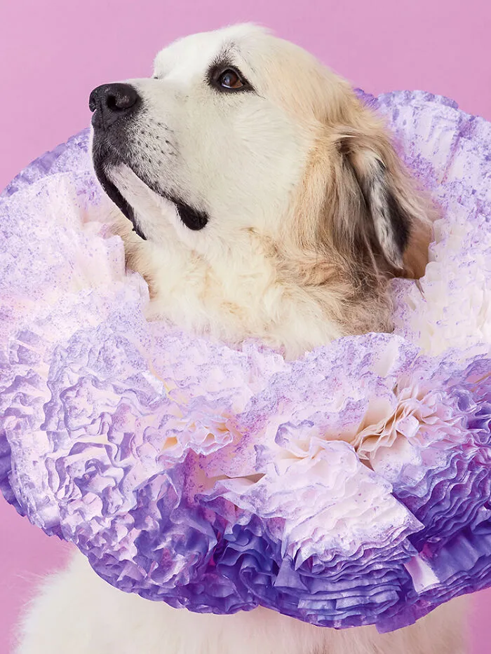 "Cone Of Shame": 14 Playful Dog Photographs By Winnie Au