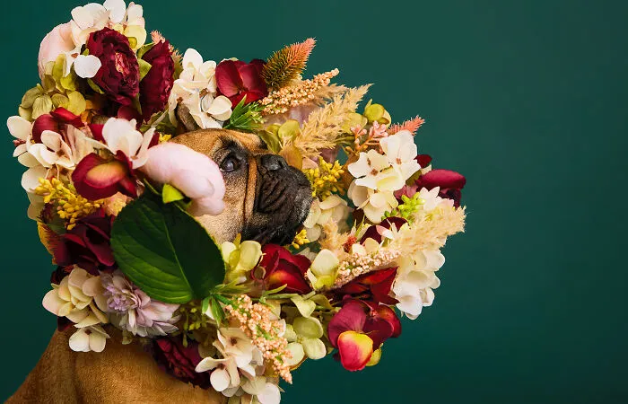 "Cone Of Shame": 14 Playful Dog Photographs By Winnie Au