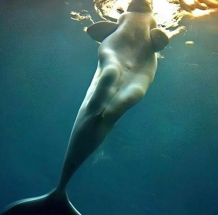 The Body Structure Of A Beluga Whale Makes It Look Like It Has Legs