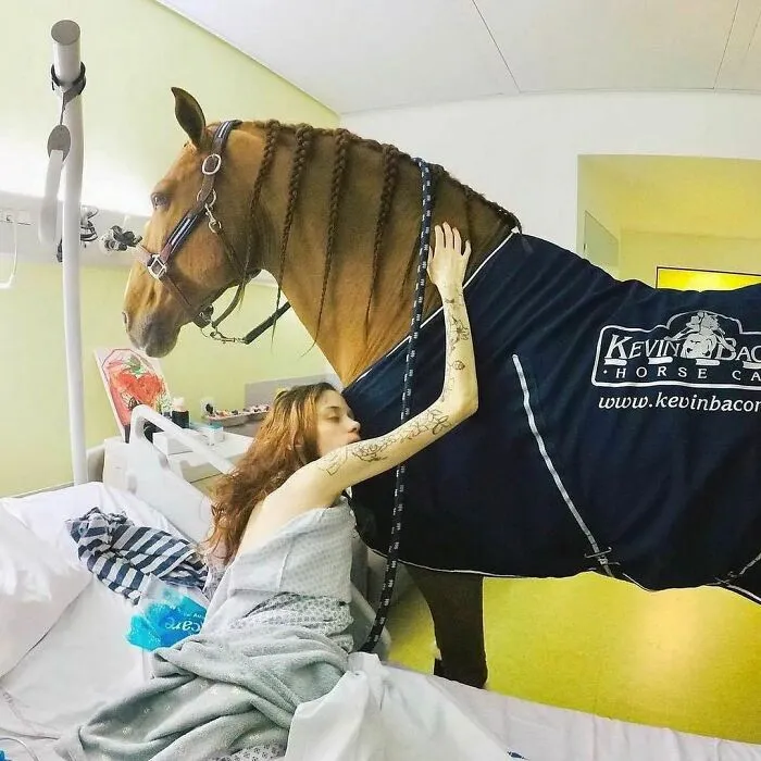 Peyo The Stallion Often Visits Terminally Ill Patients At The Teaching Hospital In Calais France, He Chooses Which Patients To Visit By Knocking His Hoof Outside The Door