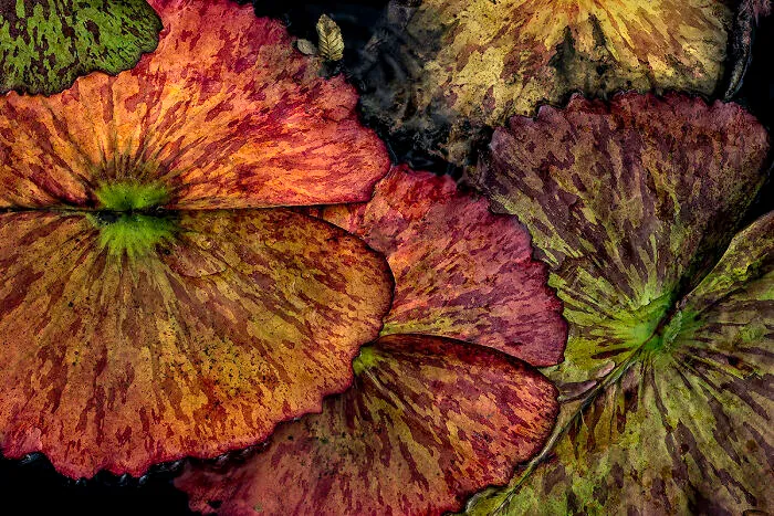 Lilypads In Autumn From The Series Exotics In Color © Barry Guthertz