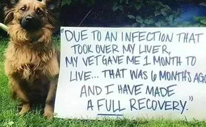 50 Hilarious Pics That Prove Why Dogs Are Man’s Best Friend