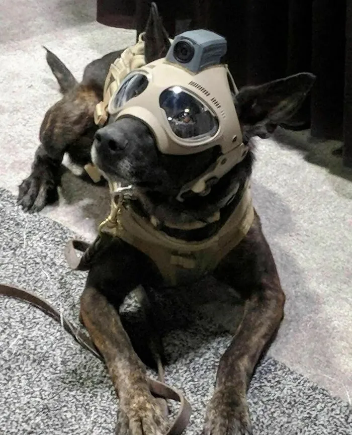 Tactical K9 Helmets Provides Cranial Protection For Dogs Working In Human Rescue Operations