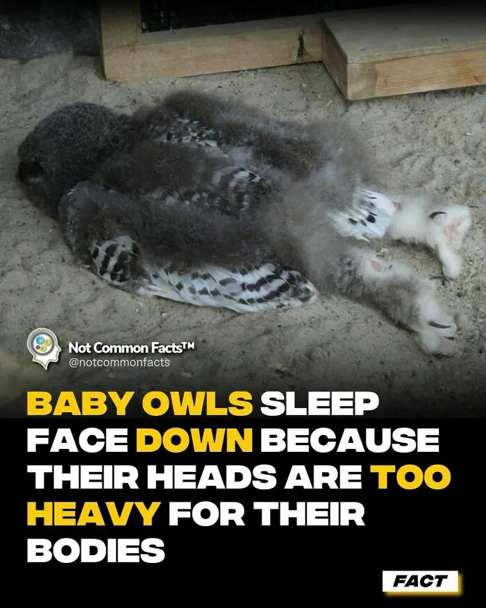 50 Facts For Those Who Are Constantly Curious About The World (New Pics)