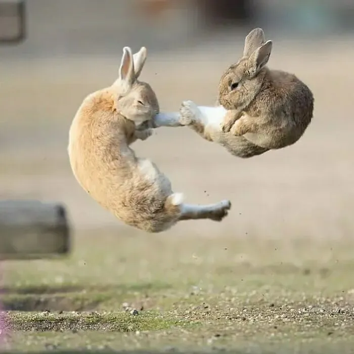 Rabbits Fighting Midair Captured By Photographers Takayuki And Mora Nakamura, Who Live In Kumamoto, On The Island Of Kyushu,japan