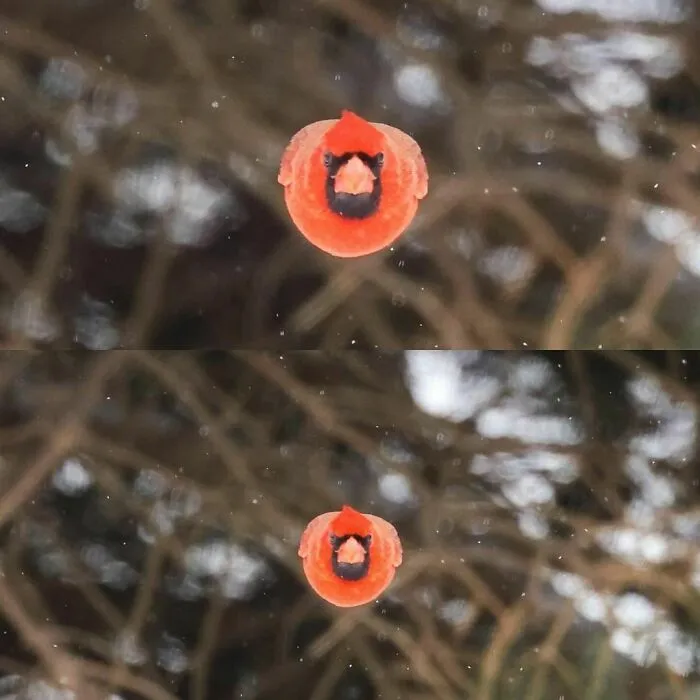 Photographer Scott Taylor Accidentally Captured An ‘Angry Bird’ In Real Life