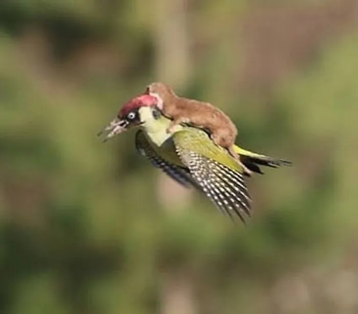 Photographer Martin Le-May Captured This Photo Of A Weasel Riding On The Back Of A Green Woodpecker In Hornchurch, Essex (2015)