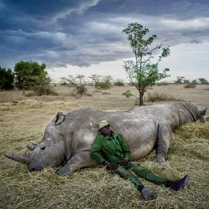 Saying Goodbye To A Species - The World’s Last Male Northern White Rhino, Passed Away In 2018