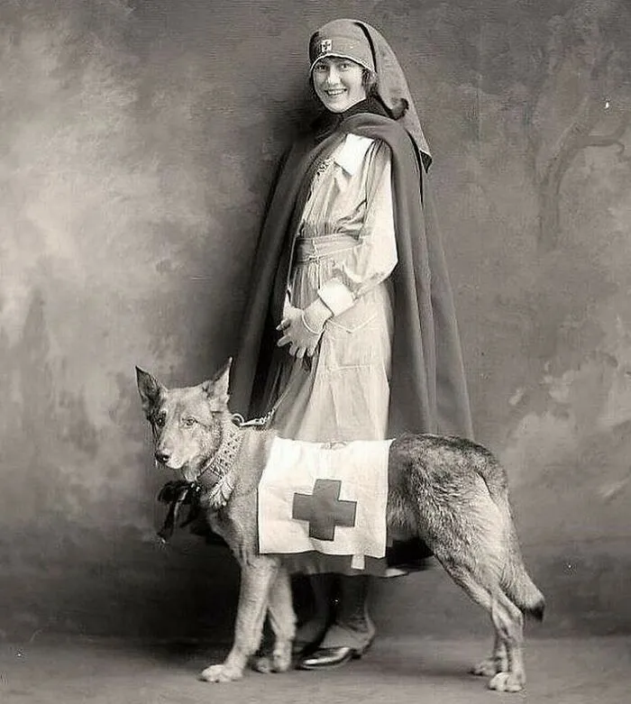 Red Cross Nurse And Rescue Dog, Wwi