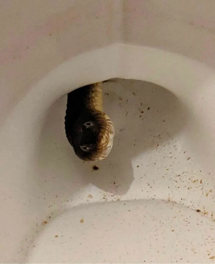 30 Bizarre And Unsettling Toilet Pics That May Make You Appreciate Your Own Bathroom More