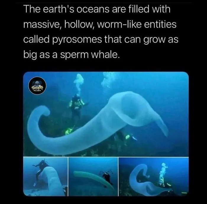 Weird facts: Divers encounter a massive, hollow, worm-like pyrosome in the ocean, comparable in size to a sperm whale.