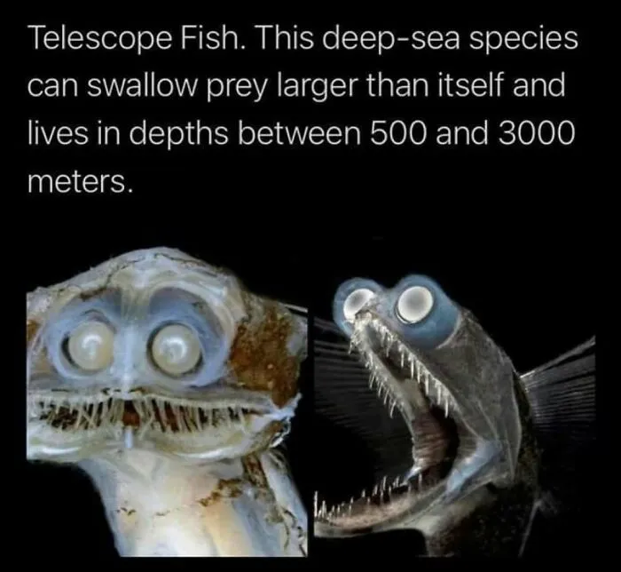 Telescope fish with large eyes and open mouth, showcasing one of the creepiest deep-sea facts.