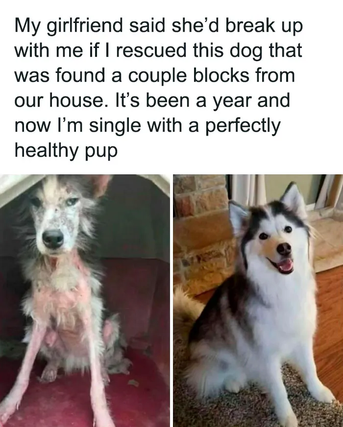 50 Hilarious Pics That Prove Why Dogs Are Man’s Best Friend
