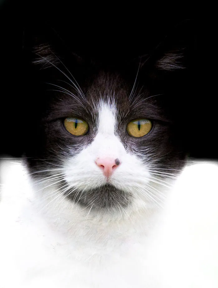 I Photographed 40 Street Cats To Celebrate Their Quirky And Endearing Personalities
