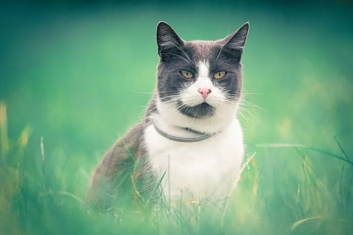 I Photographed 40 Street Cats To Celebrate Their Quirky And Endearing Personalities
