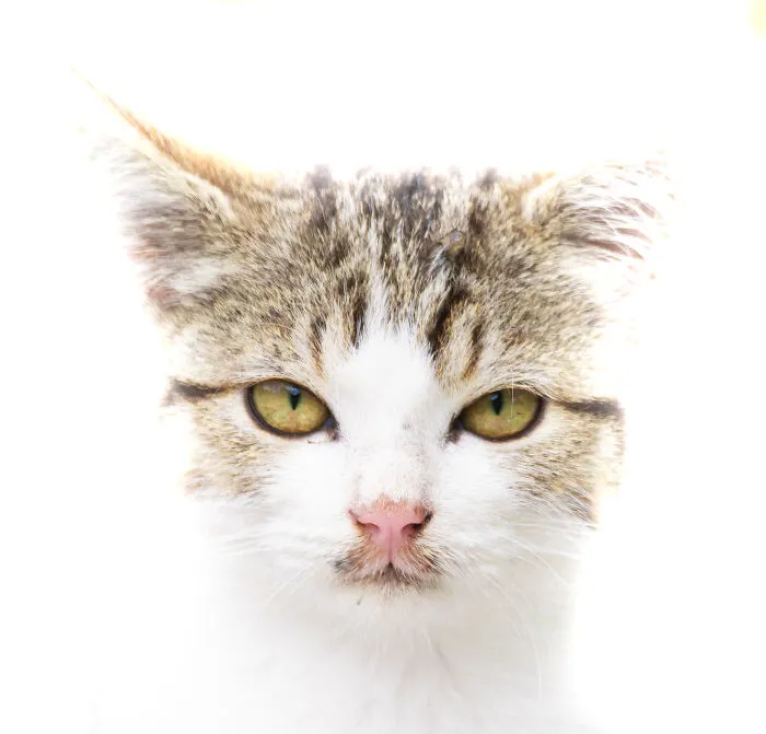I Photographed 40 Street Cats To Celebrate Their Quirky And Endearing Personalities