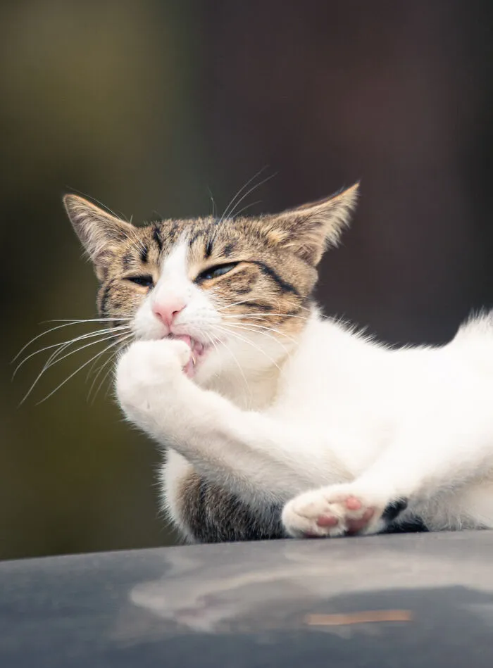 I Photographed 40 Street Cats To Celebrate Their Quirky And Endearing Personalities