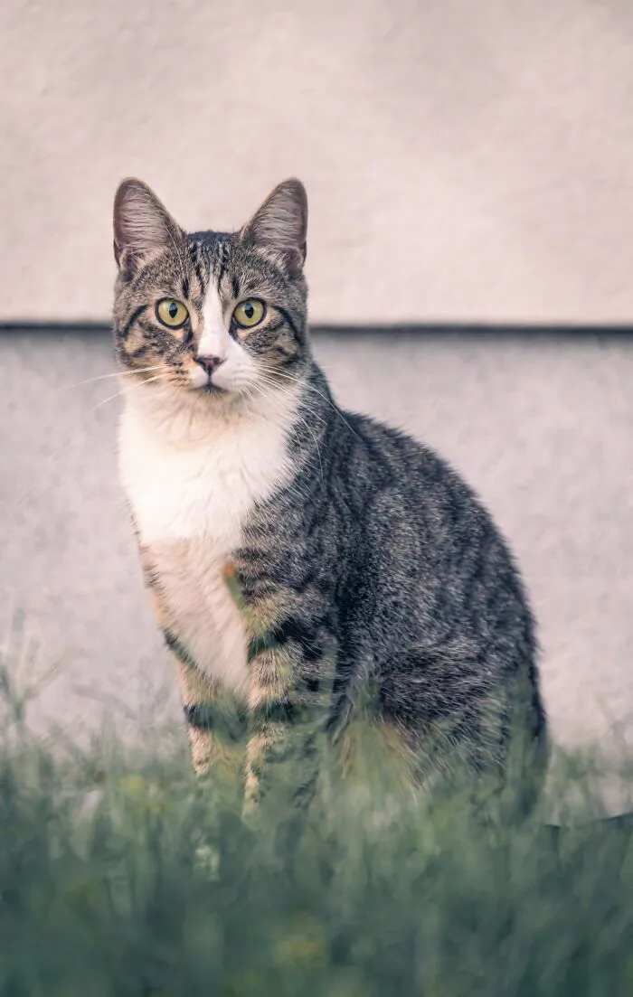 I Photographed 40 Street Cats To Celebrate Their Quirky And Endearing Personalities