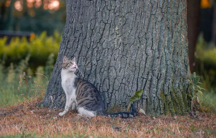 I Photographed 40 Street Cats To Celebrate Their Quirky And Endearing Personalities