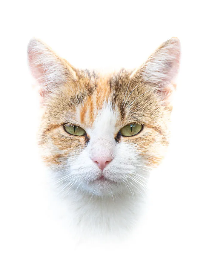 I Photographed 40 Street Cats To Celebrate Their Quirky And Endearing Personalities