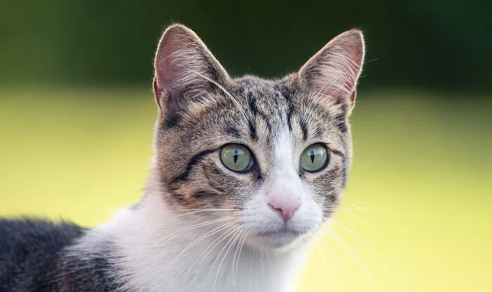 I Photographed 40 Street Cats To Celebrate Their Quirky And Endearing Personalities