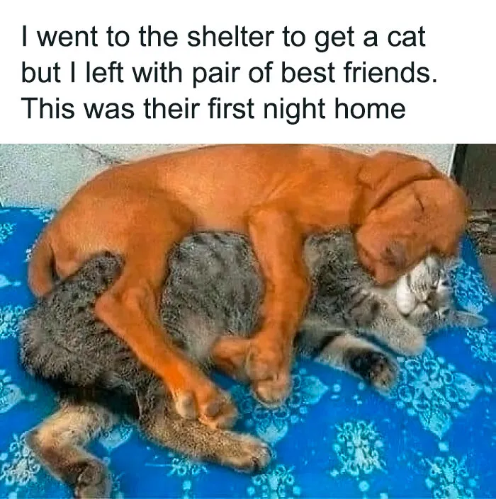 50 Hilarious Pics That Prove Why Dogs Are Man’s Best Friend