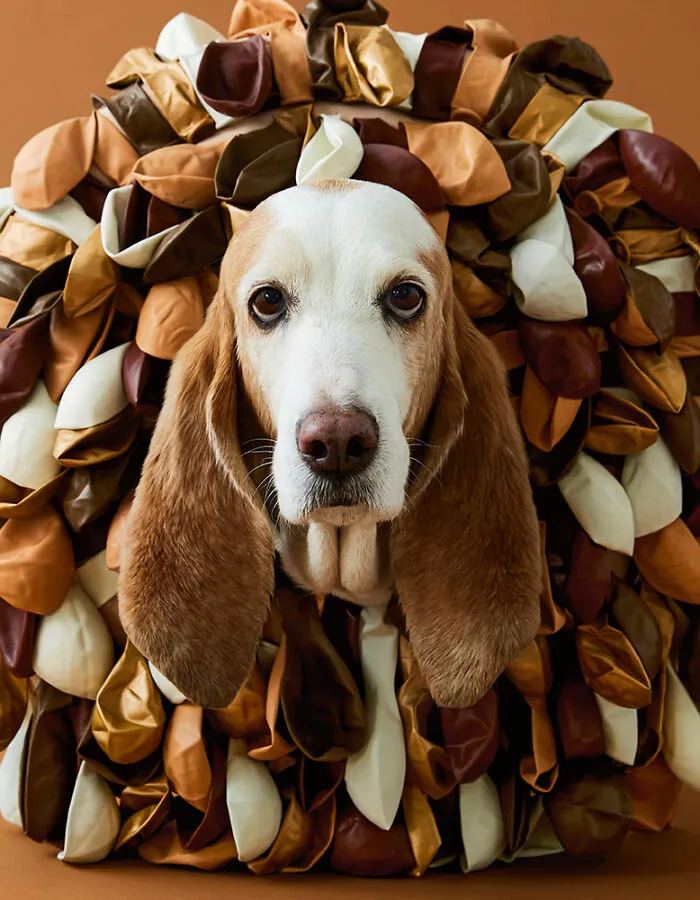 "Cone Of Shame": 14 Playful Dog Photographs By Winnie Au