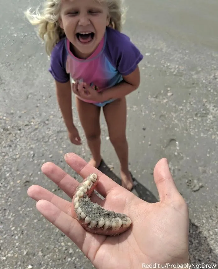 “Fuimos a la playa a buscar dientes de tiburón, así que cuando mi hija gritó ‘¡Encontré dientes!’, esto era lo último que esperaba ver”