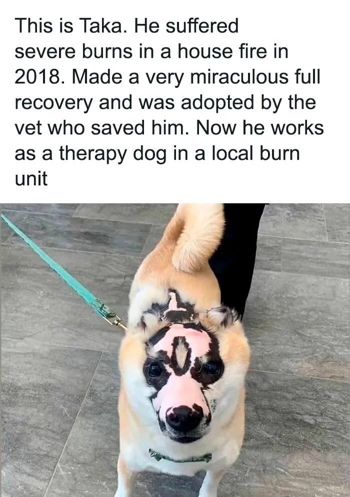 50 Hilarious Pics That Prove Why Dogs Are Man’s Best Friend