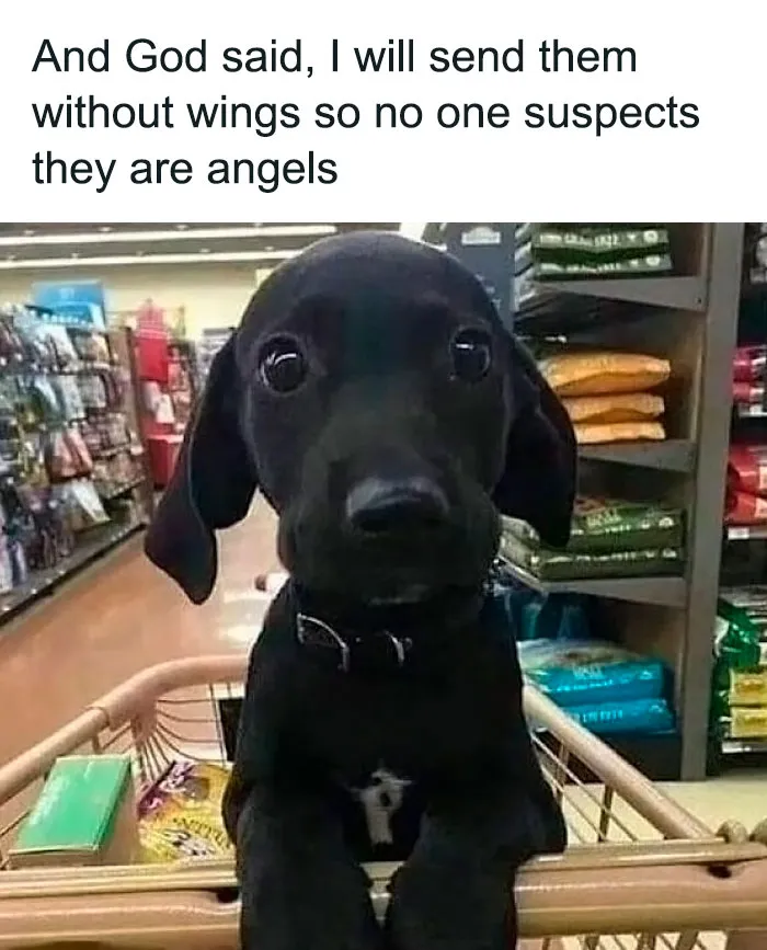 50 Hilarious Pics That Prove Why Dogs Are Man’s Best Friend