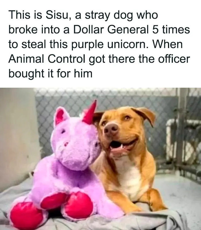 50 Hilarious Pics That Prove Why Dogs Are Man’s Best Friend