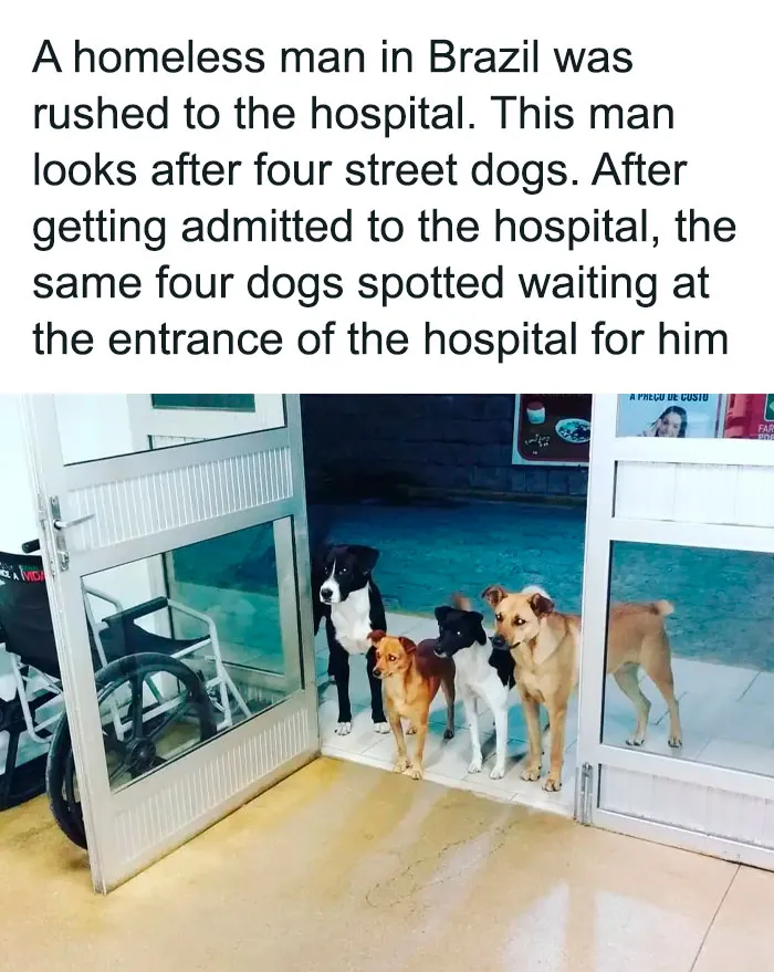 50 Hilarious Pics That Prove Why Dogs Are Man’s Best Friend