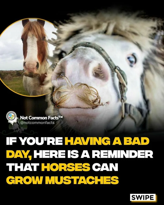 50 Facts For Those Who Are Constantly Curious About The World (New Pics)