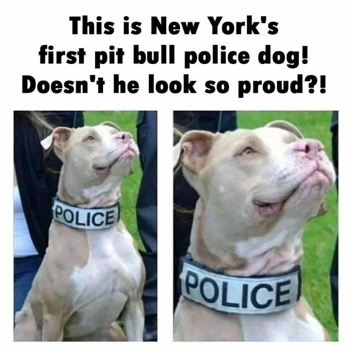 50 Hilarious Pics That Prove Why Dogs Are Man’s Best Friend